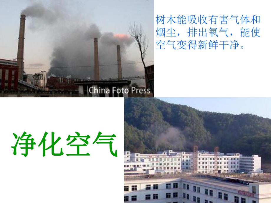 大班社会《树木的作用》PPT课件教案PPT课件.ppt_第3页