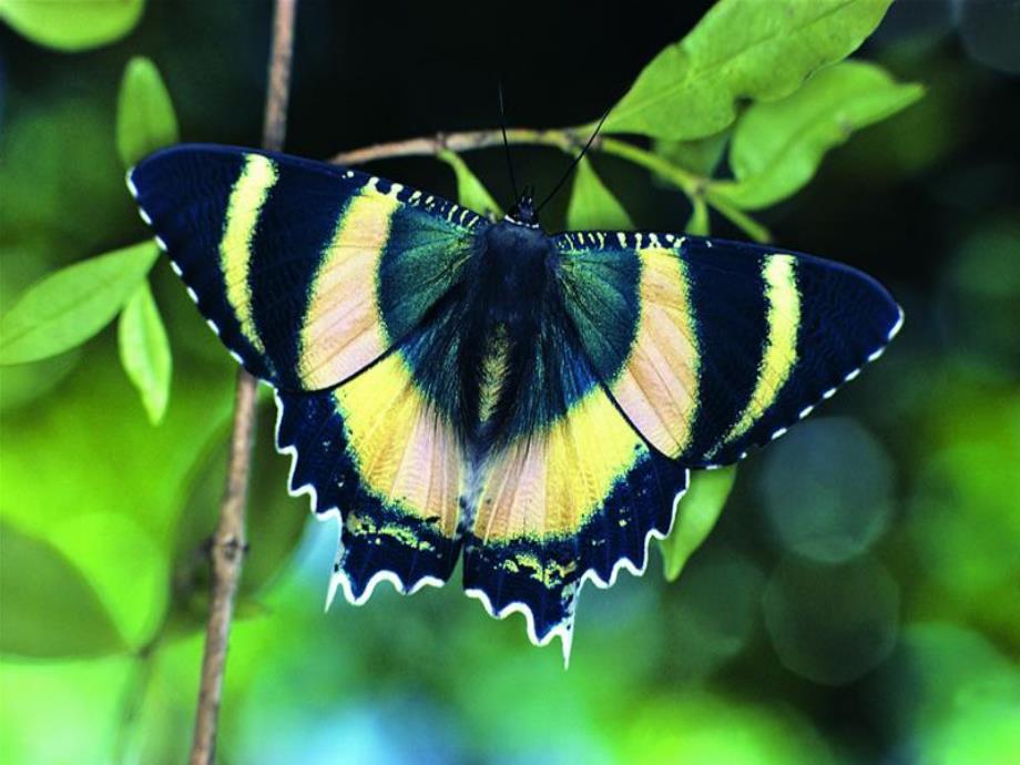 大班手工《玩纸》PPT课件手工课蝴蝶课件.ppt_第3页