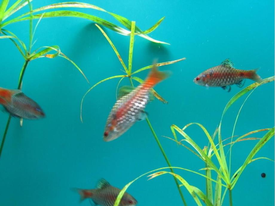 大班科学《鱼宝宝生病了》PPT课件教案五月-大班科学：鱼宝宝生病了.ppt_第2页