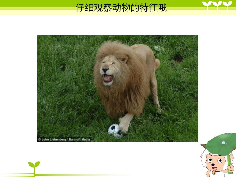 大班美术《动物面具》PPT课件教案动物面具.ppt_第3页