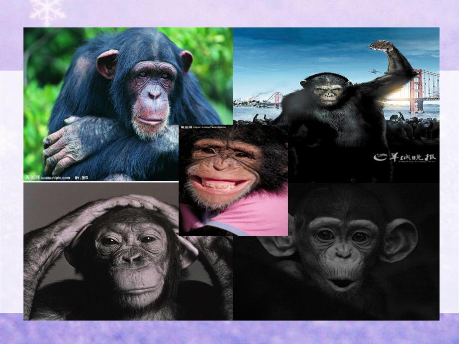 大班美术《猩猩开商店》视频 课件 教案视频原版课件.ppt_第2页