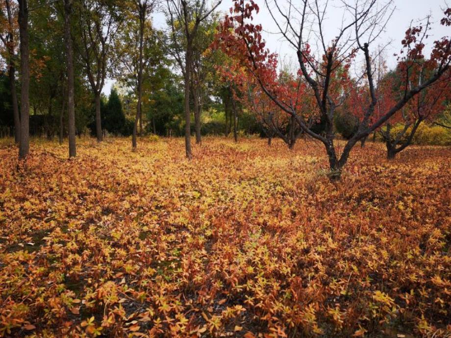 小班语言《小树叶飘呀飘》PPT课件教案PPT课件.ppt_第3页