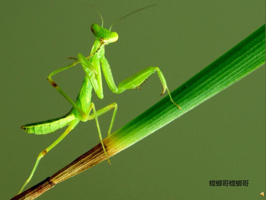 幼儿园动物儿歌《螳螂》PPT课件配音音乐PPT课件.ppt_第3页