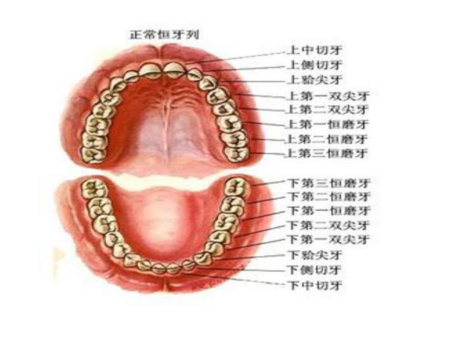 大班健康优质课《换牙庆祝会》PPT课件教案PPT课件.ppt_第3页