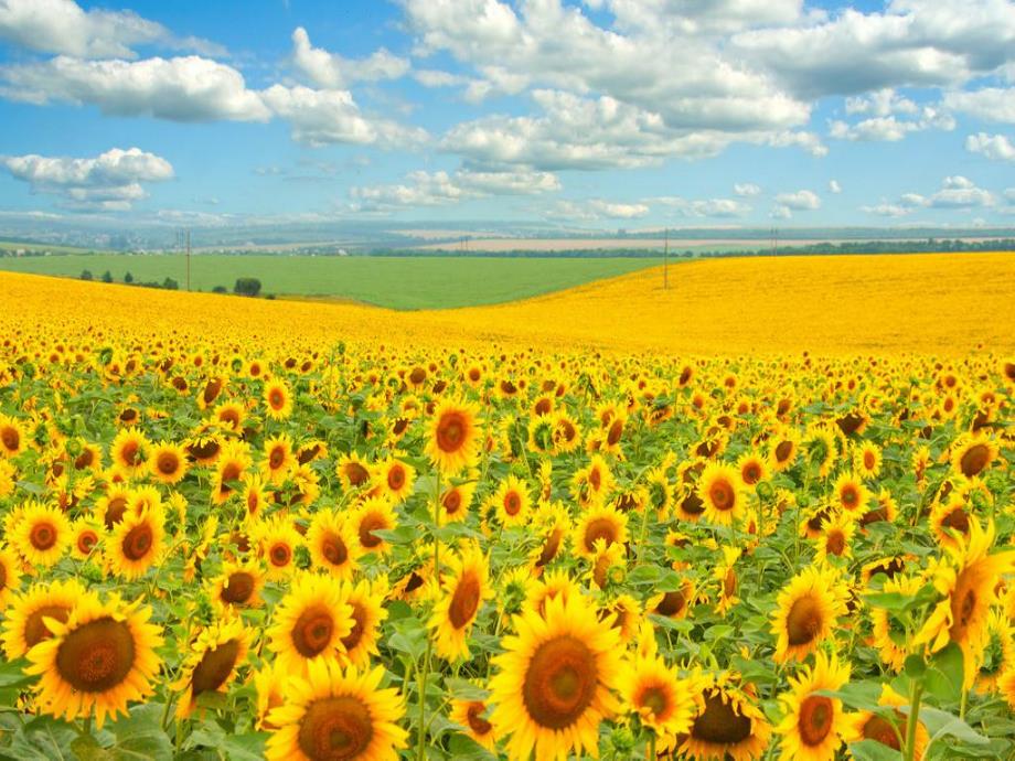 大班科学《种子藏在哪里》PPT课件教案PPT课件.ppt_第3页