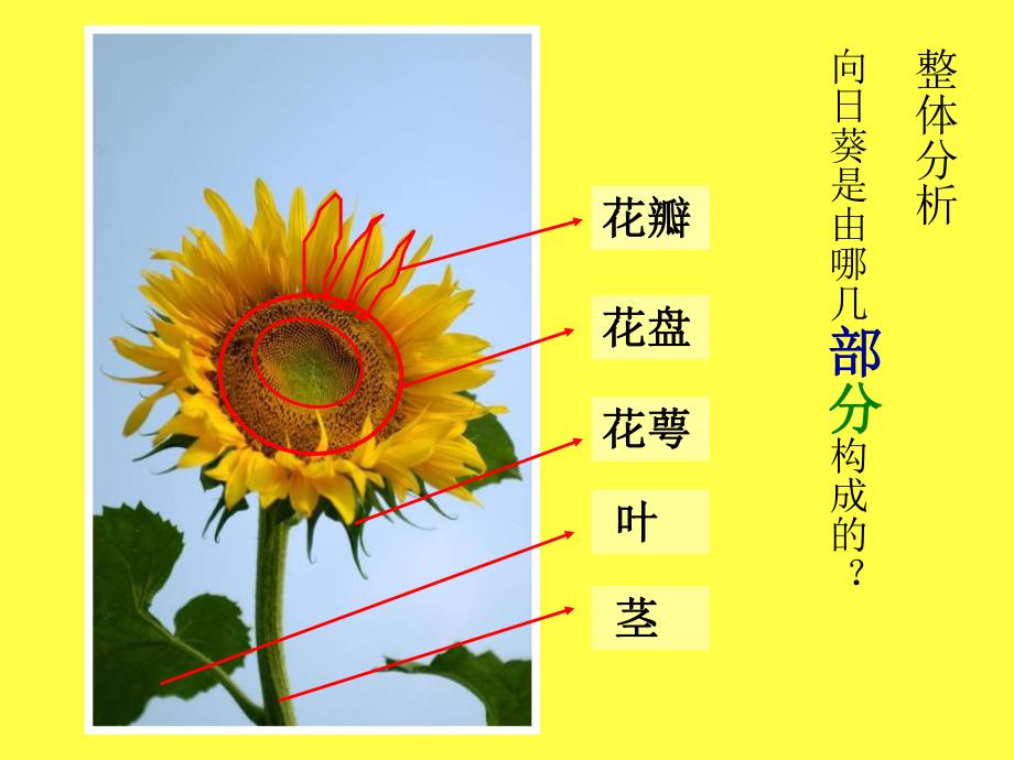 大班美术活动《向日葵》PPT课件教案大班美术向日葵.ppt_第3页