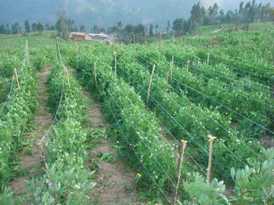 学前班美术下册《豌豆》PPT课件学前班美术下册-豌豆.ppt_第3页