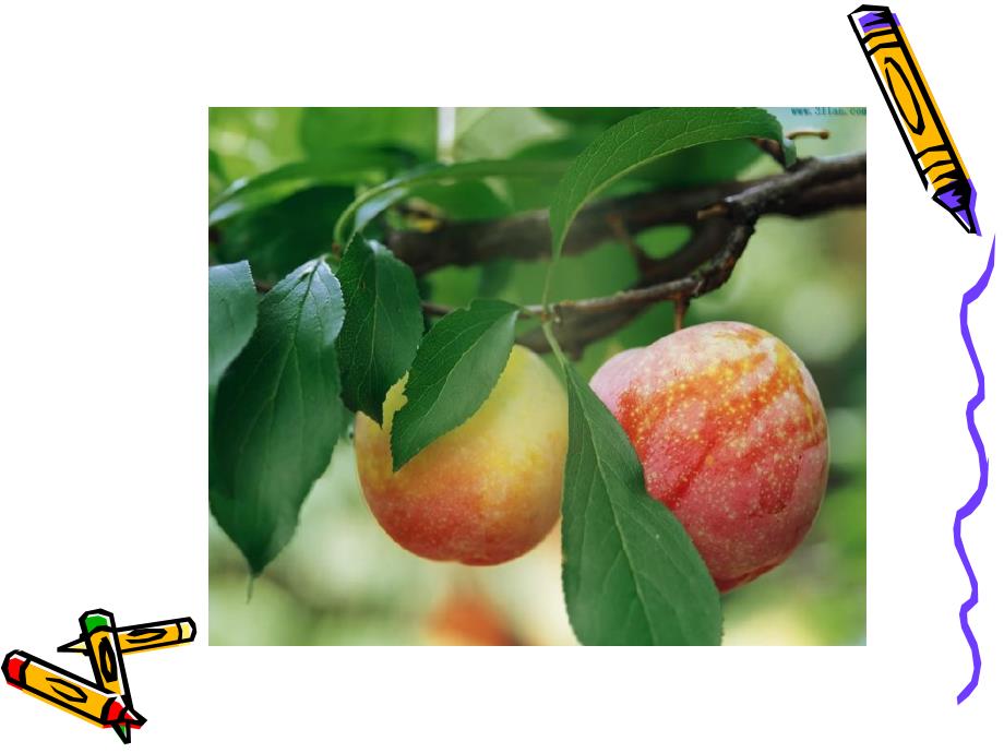 幼儿园《快乐苹果》PPT课件快乐苹果.ppt_第3页
