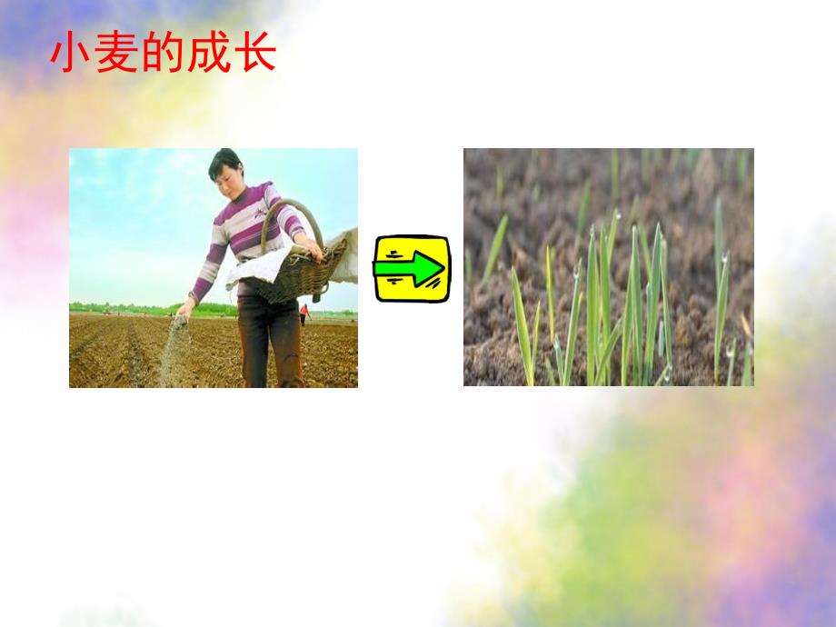 大班科学《小麦的一生》PPT课件教案小麦的一生大班.ppt_第3页