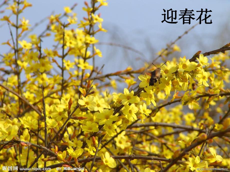 小班科学《蝴蝶花》PPT课件教案蝴蝶花(小班下科学.ppt_第2页