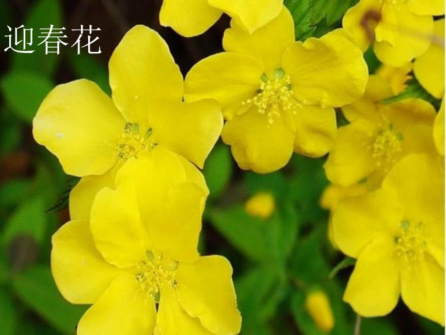 小班科学《蝴蝶花》PPT课件教案蝴蝶花(小班下科学.ppt_第3页