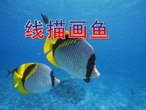 大班活动《线描画鱼》PPT课件教案线描画鱼.ppt