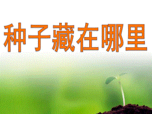 大班科学活动课《种子藏在哪里》PPT课件教案.ppt