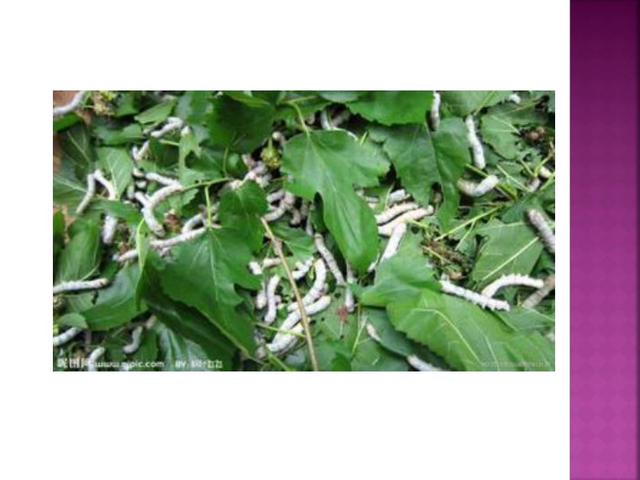 大班美术活动《可爱的蚕宝宝》PPT课件教案可爱的蚕宝宝.ppt_第2页