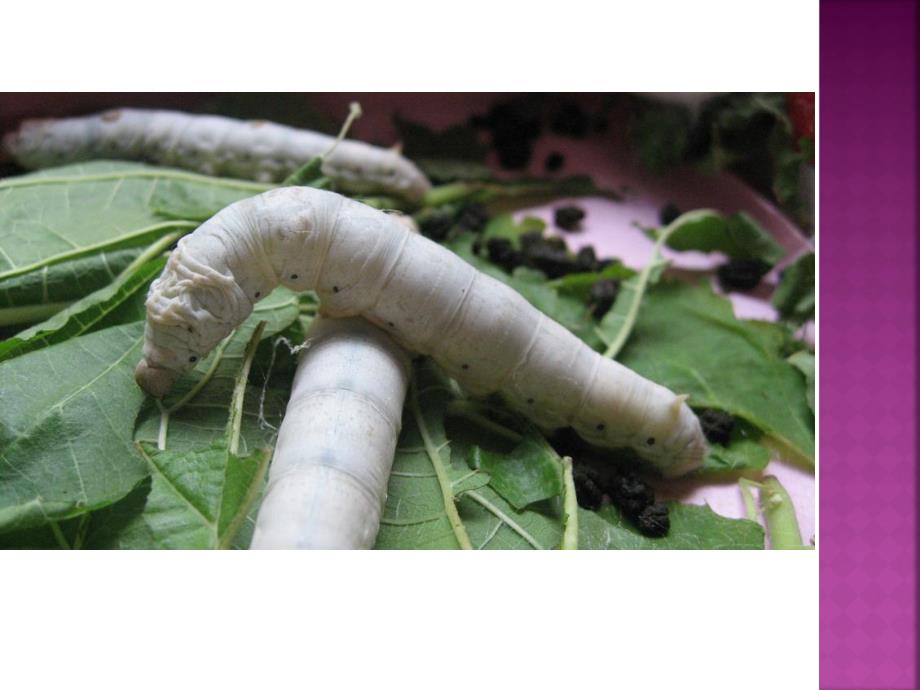 大班美术活动《可爱的蚕宝宝》PPT课件教案可爱的蚕宝宝.ppt_第3页