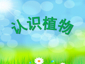 幼儿园《认识植物》PPT课件认识植物.ppt