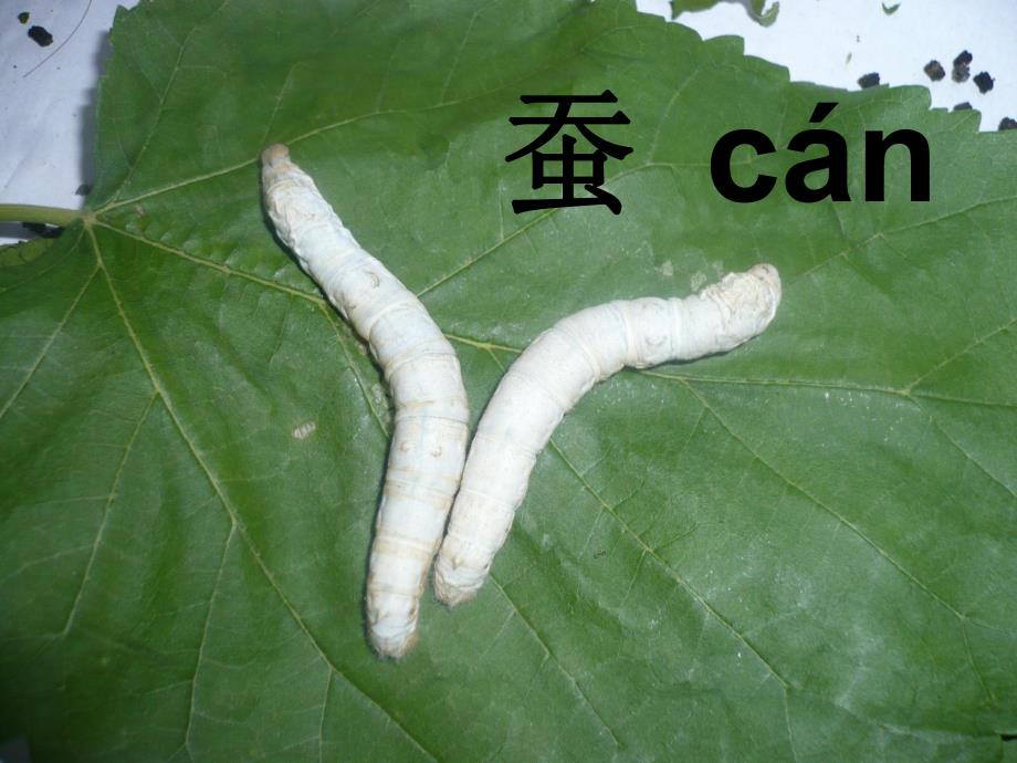 大班语言《蚕和蝉》PPT课件大班语言——蚕和蝉.ppt_第2页