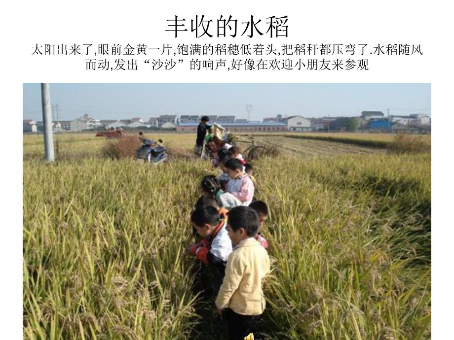 大班美术活动《拾穗者》PPT课件教案PPT课件.ppt_第2页