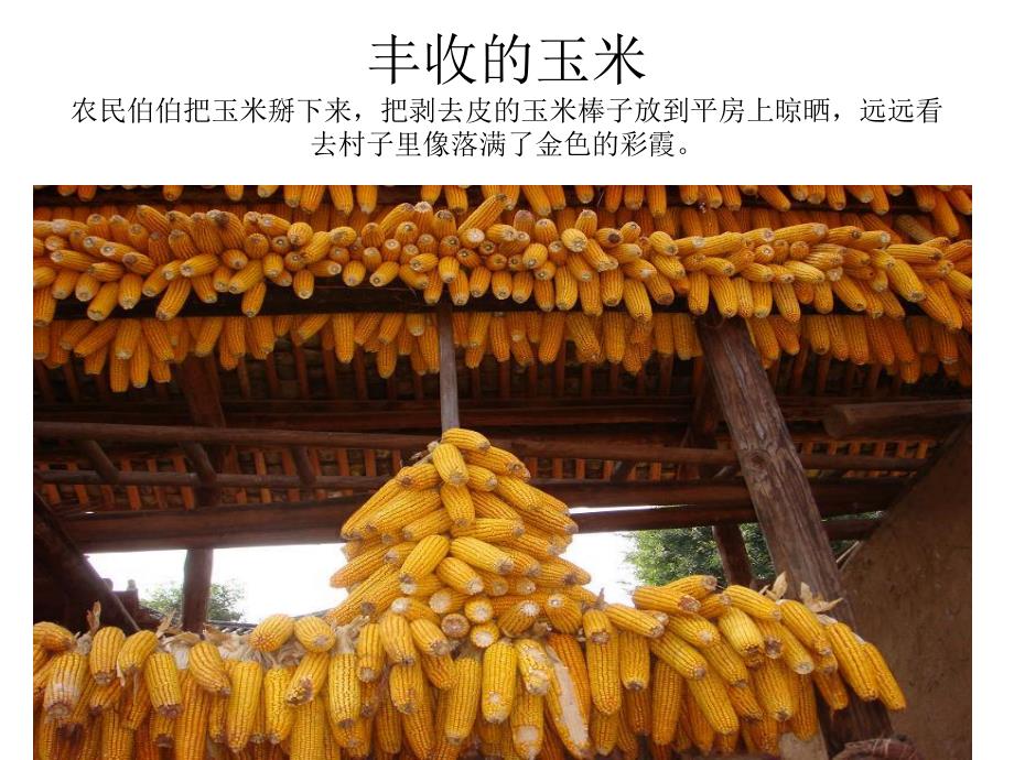 大班美术活动《拾穗者》PPT课件教案PPT课件.ppt_第3页