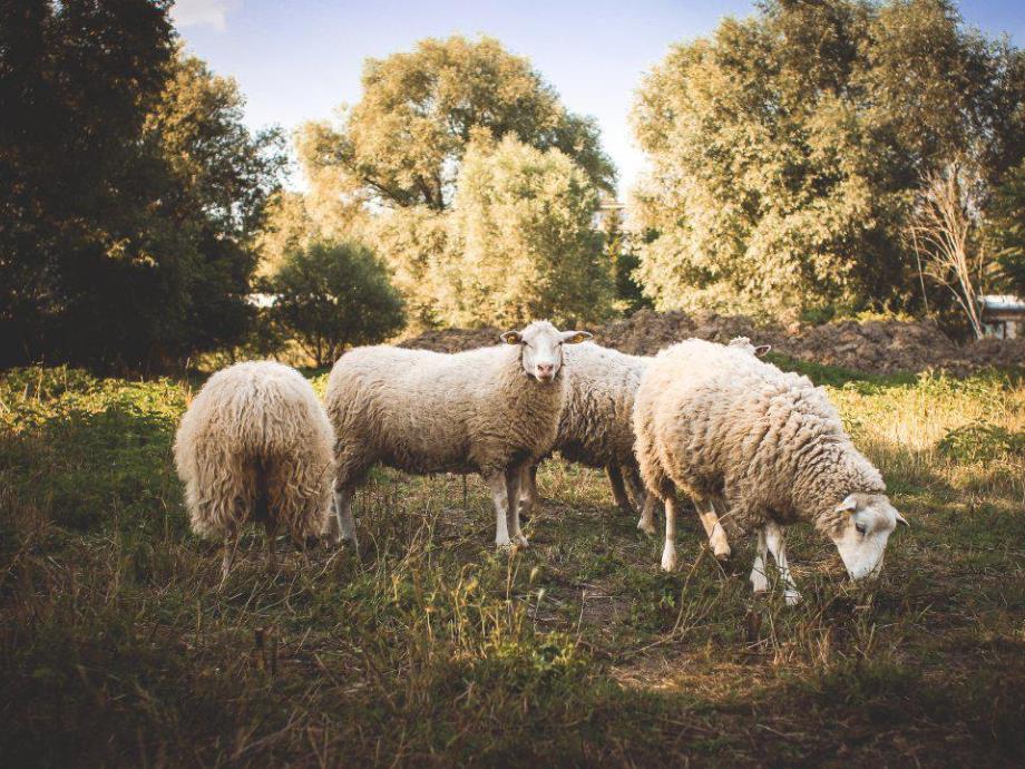 小班美术《绵羊的新衣》PPT课件教案小班美术：小绵羊穿新衣.ppt_第3页