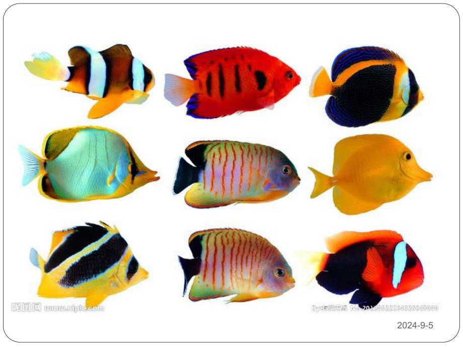 大班美术《纸盘小鱼》PPT课件幼儿DIY手工纸盘鱼.ppt_第2页