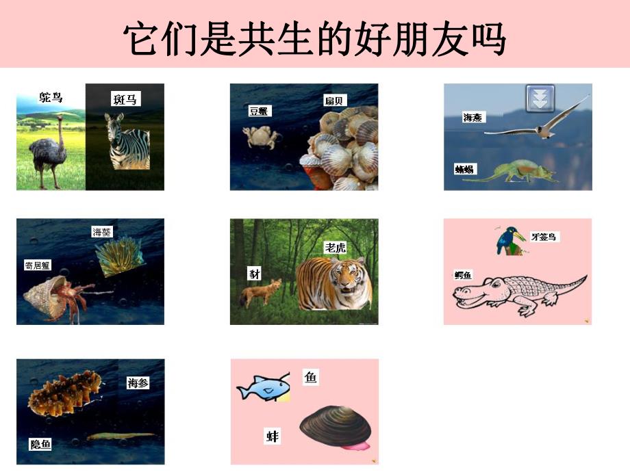 大班科学活动《共生动物》PPT课件配音新城幼儿园大班主题《共生动物》PPT课件.ppt_第2页