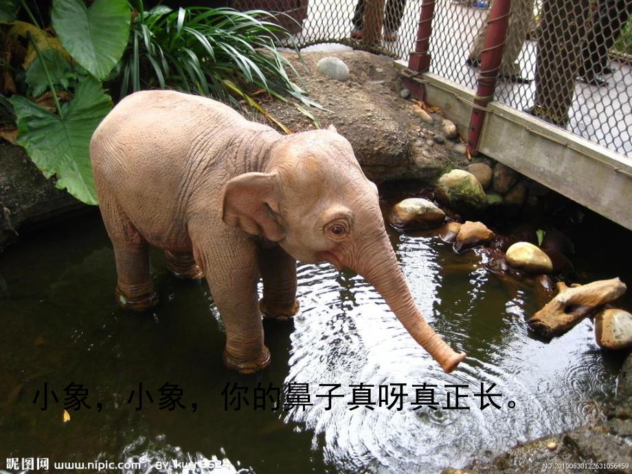 小班音乐《小象爱妈妈》PPT课件教案小象爱妈妈.ppt_第2页