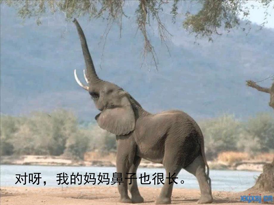 小班音乐《小象爱妈妈》PPT课件教案小象爱妈妈.ppt_第3页