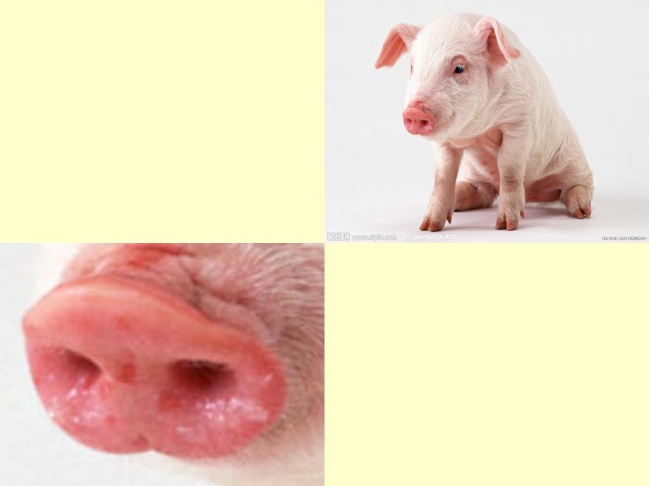 小班科学《猜猜这是谁的鼻子》PPT课件猜猜这是谁的鼻子.ppt_第2页