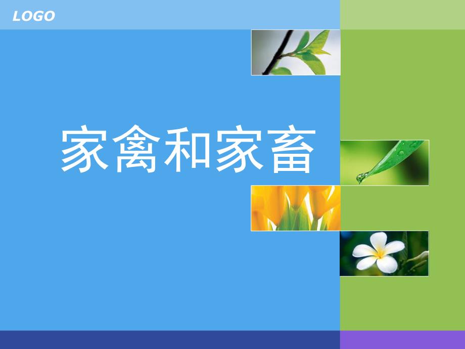 大班常识《家畜和家禽》PPT课件教案家畜和家禽-常识.ppt_第1页