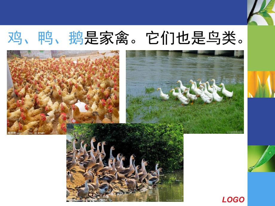 大班常识《家畜和家禽》PPT课件教案家畜和家禽-常识.ppt_第3页