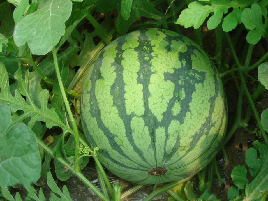 大班科学《种子找家》PPT课件教案PPT课件.ppt_第2页