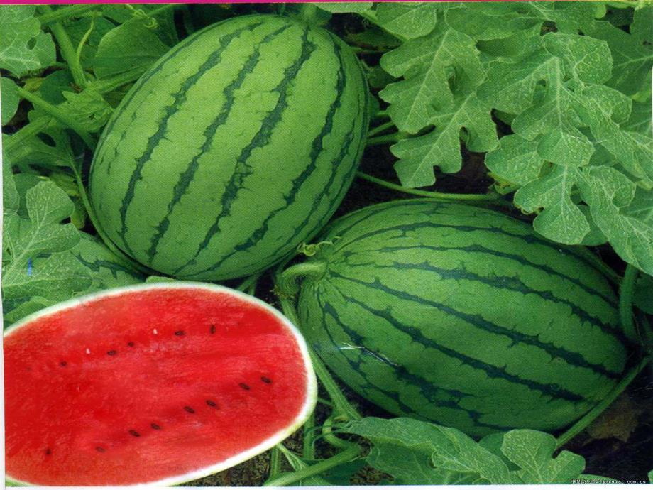 大班科学《种子找家》PPT课件教案PPT课件.ppt_第3页