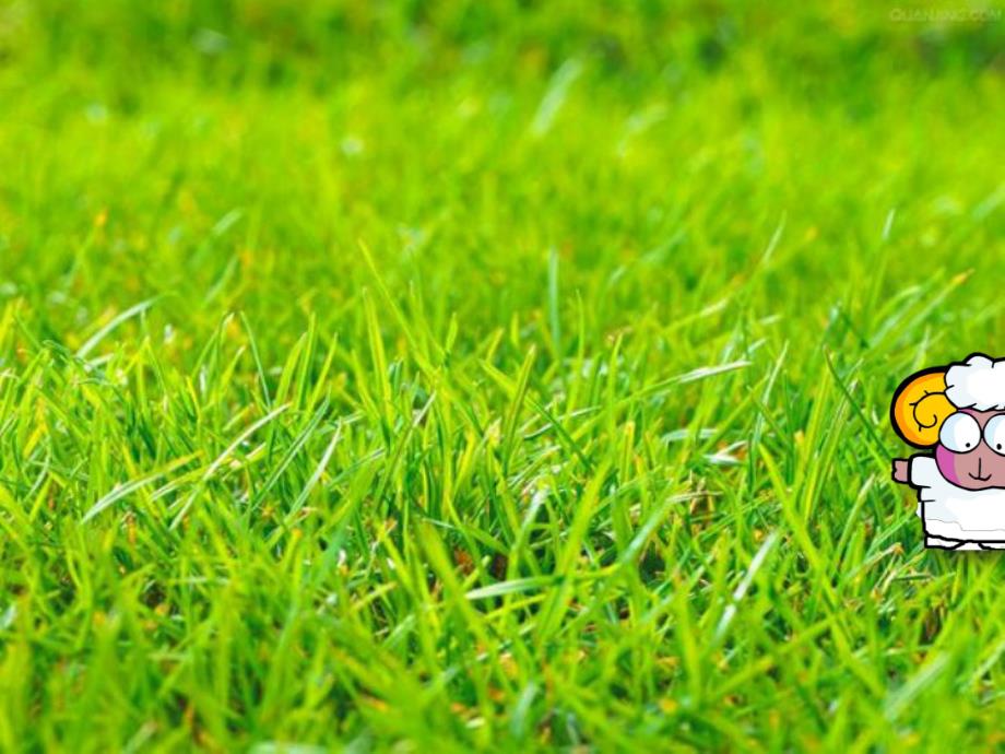 小班语言《小黑羊和小白羊》PPT课件教案.ppt_第3页