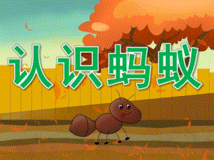 中班科学《认识蚂蚁》PPT课件教案PPT课件.ppt