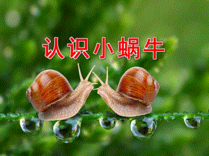 小班科学《认识小蜗牛》PPT课件教案认识小蜗牛.ppt