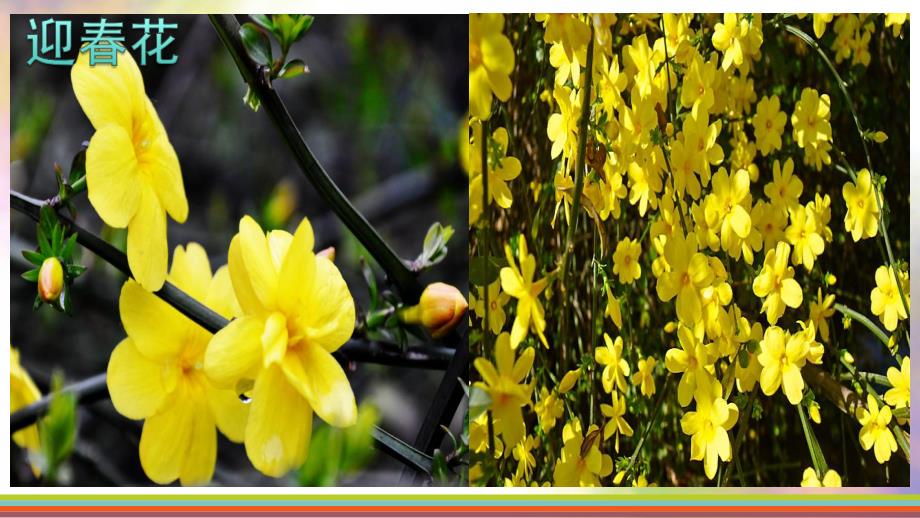 大班社会《花宝宝笑了》PPT课件教案花宝宝笑了PPT.ppt_第2页