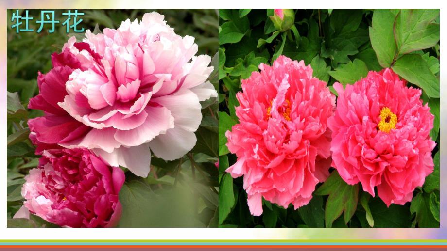 大班社会《花宝宝笑了》PPT课件教案花宝宝笑了PPT.ppt_第3页