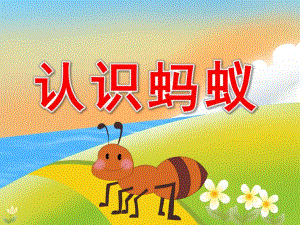 大班科学《认识蚂蚁》PPT课件教案配音PPT课件.ppt