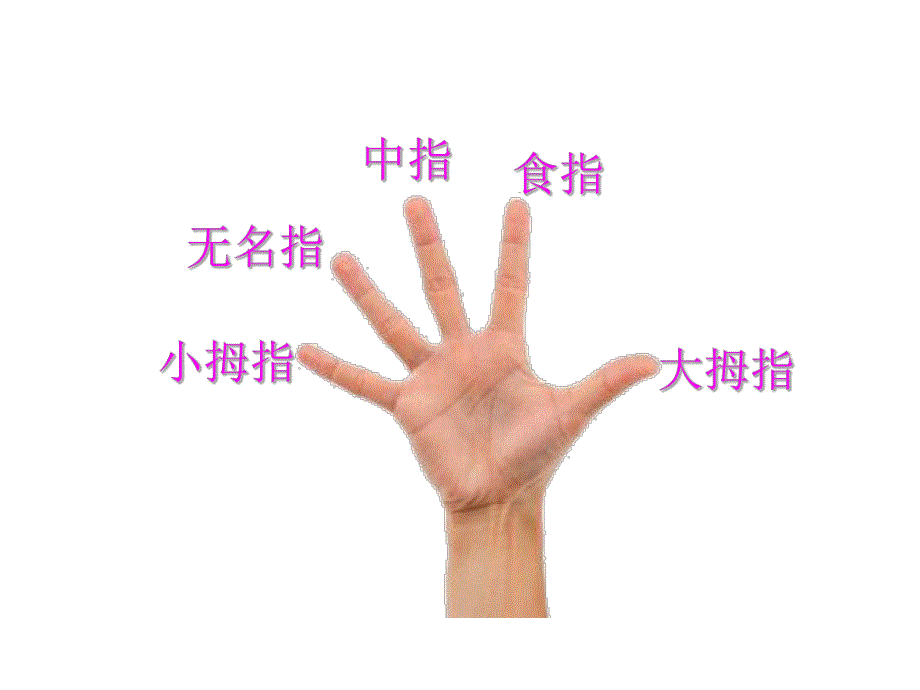 小班健康活动《我的小手真能干》PPT课件教案PPT课件.ppt_第3页