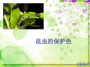 送其他版本类似课件昆虫保护色ppt-.ppt