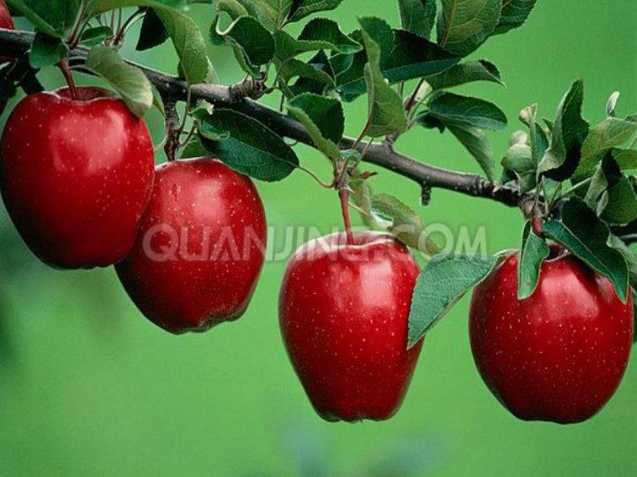 小班音乐活动《苹果歌》PPT课件教案PPT课件.ppt_第3页