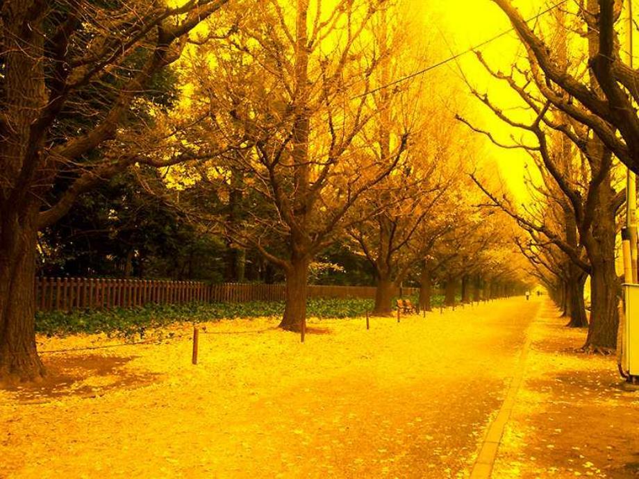 中班散文诗《落叶》PPT课件教案PPT课件.ppt_第3页