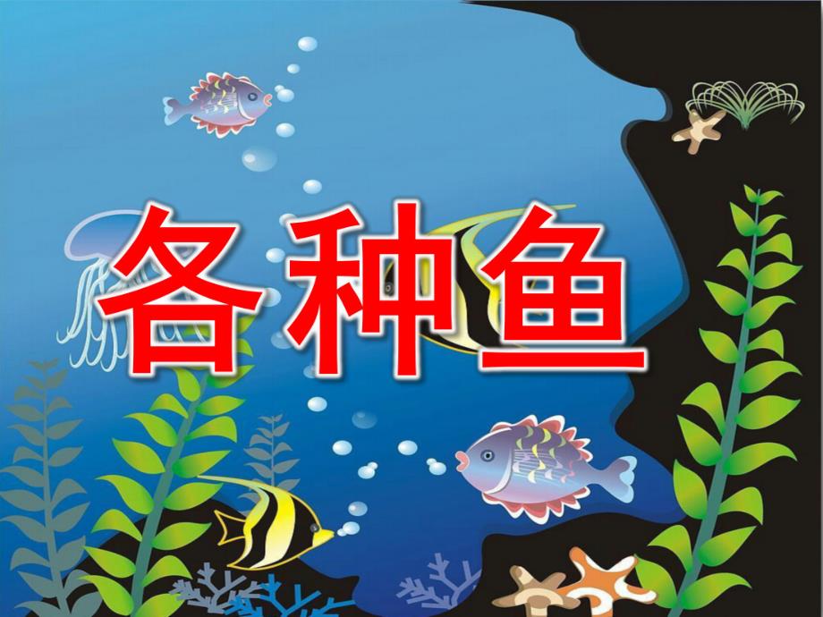 幼儿园各种鱼PPT课件教案幼儿园各种鱼.ppt_第1页