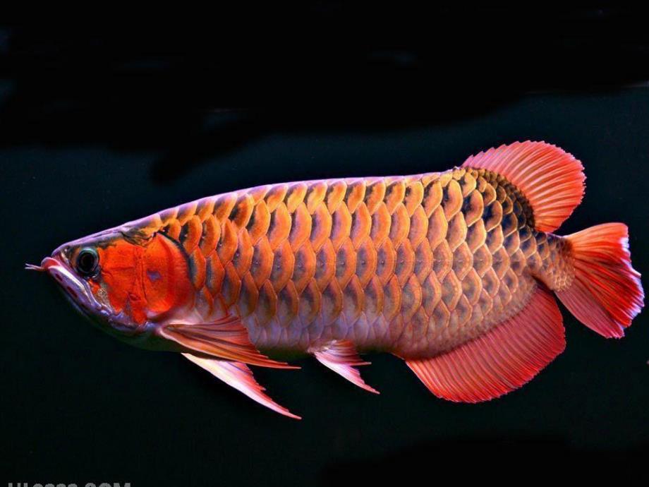 幼儿园各种鱼PPT课件教案幼儿园各种鱼.ppt_第3页