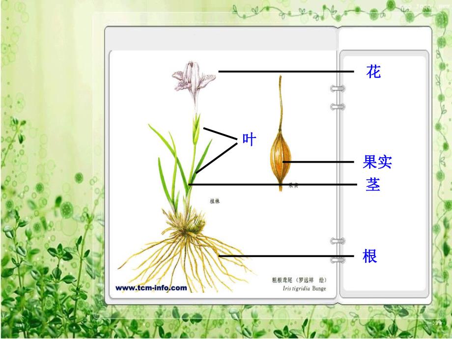 大班科学《植物的根茎叶》PPT课件教案d667ccee09a1284ac850ad02de80d4d8d15a0188.ppt_第3页