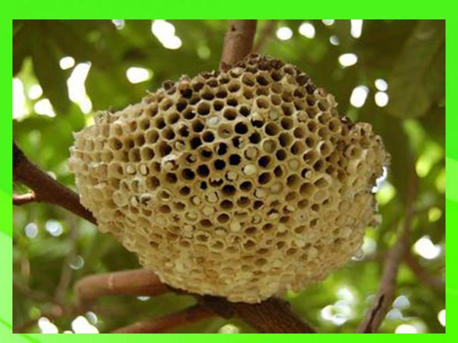 这是谁的房子PPT课件教案图片大班科学《这是谁的房子？》PPT课件.ppt_第3页