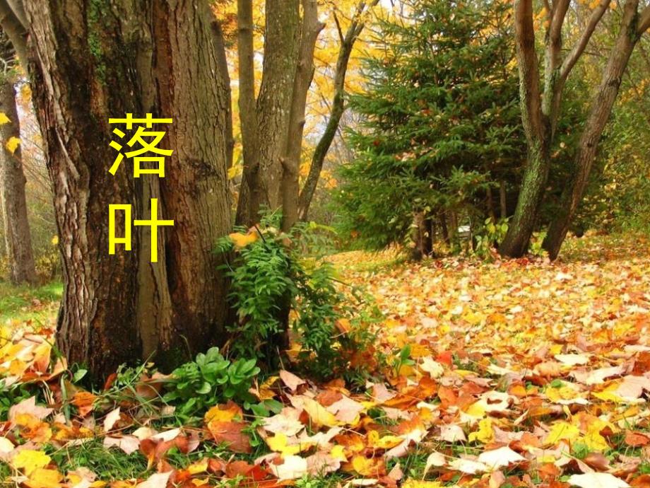 大班诗歌《落叶》精编PPT课件教案PPT课件.ppt_第3页