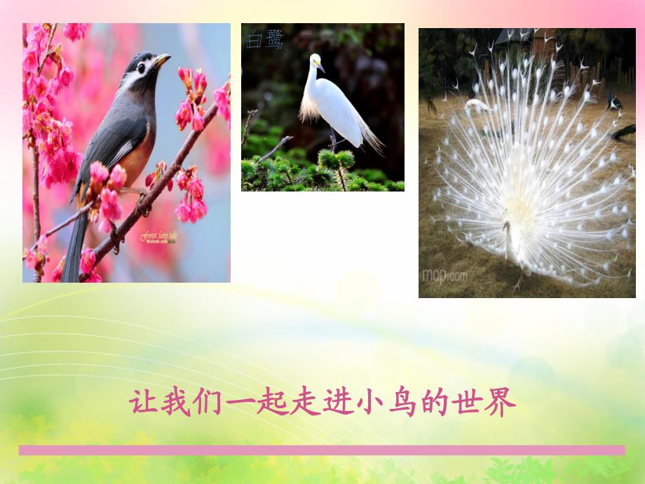 小班语言公开课《小鸟你好》PPT课件教案幼儿园中班小鸟你好.ppt_第2页