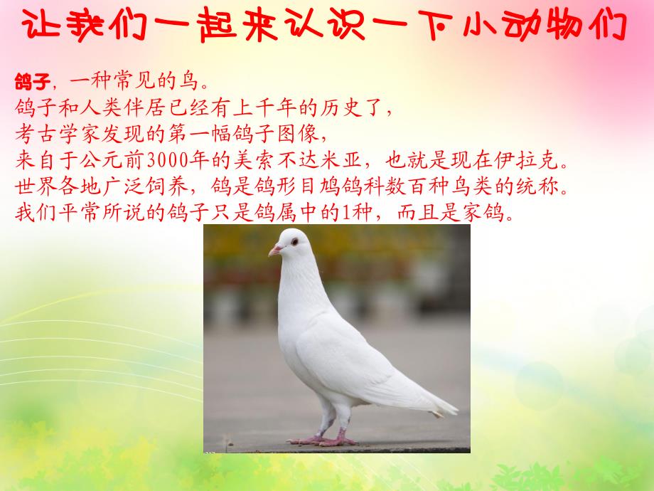 小班语言公开课《小鸟你好》PPT课件教案幼儿园中班小鸟你好.ppt_第3页